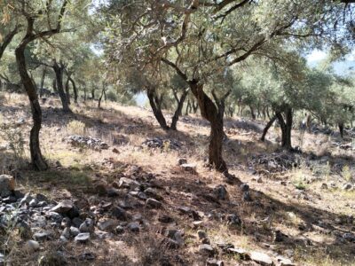 Muğla Milas 'ta Etrenli Mahallesi 'nde Satılık Zeytinlik