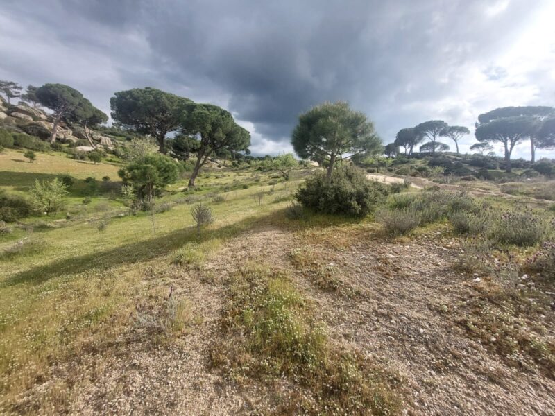 Muğla Milas 'ta Satılık Bahçe