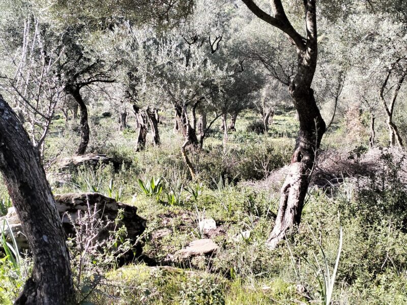 Muğla Milas 'ta Kızılcayıkık Mahallesi 'nde Satılık 342 m2 Zeytinlik