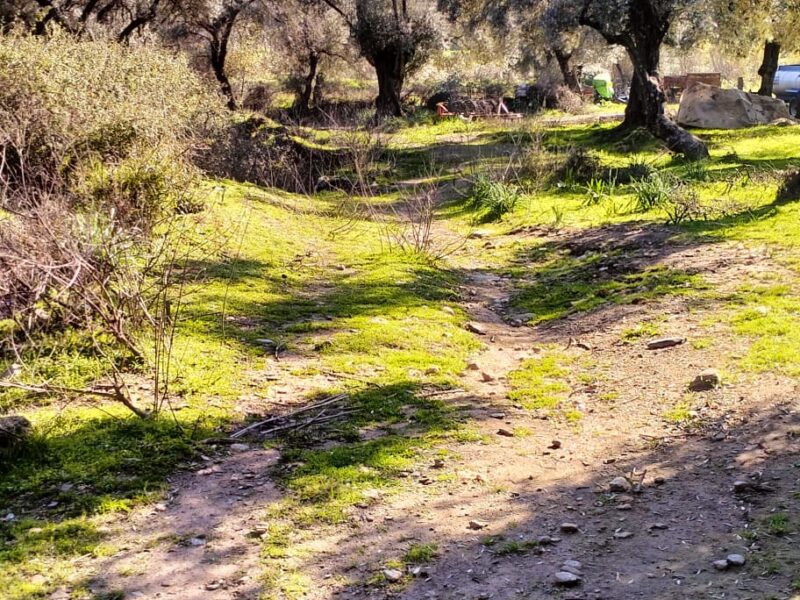 Muğla Milas 'ta Kızılcayıkık Mahallesi 'nde Satılık 342 m2 Zeytinlik