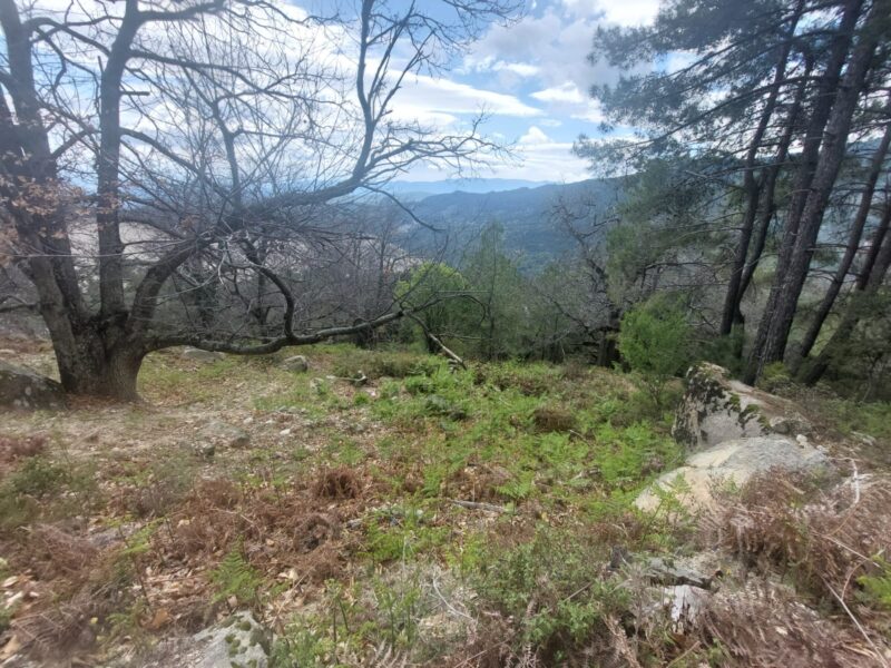 Muğla Milas 'ta Satılık Bahçe