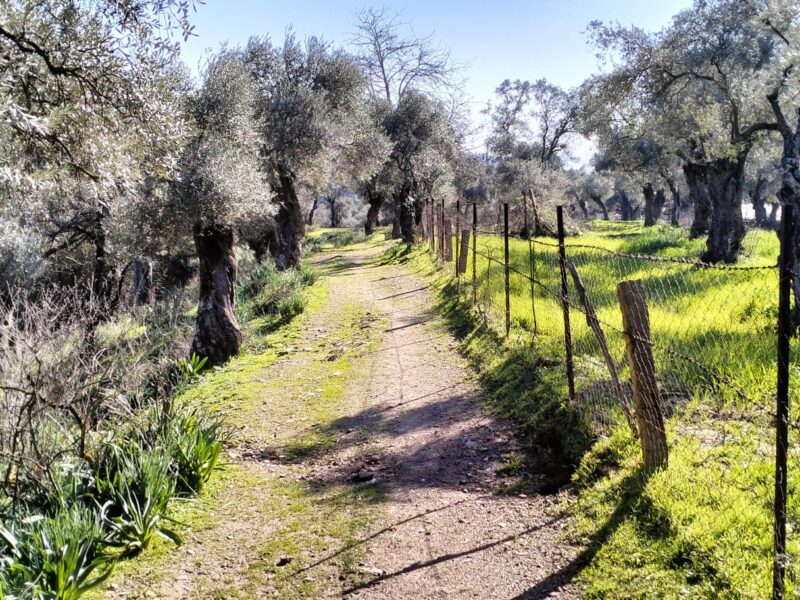 Muğla Milas 'ta Kızılcayıkık Mahallesi 'nde Satılık 342 m2 Zeytinlik