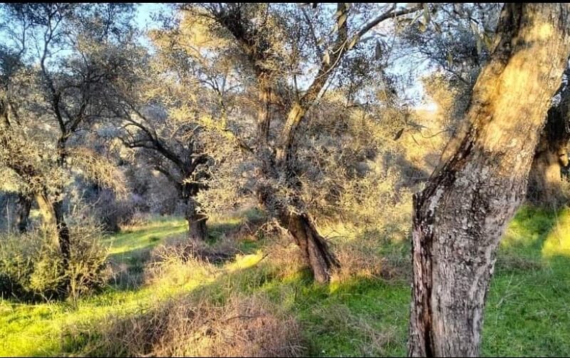 Muğla Milas 'ta Satılık Zeytinlik