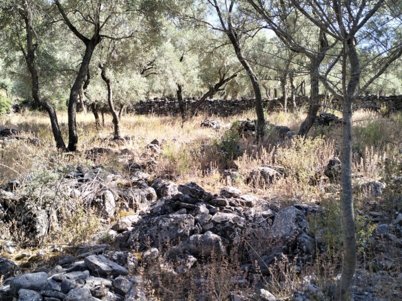 Muğla Milas 'ta Etrenli Mahallesi 'nde Satılık Zeytinlik