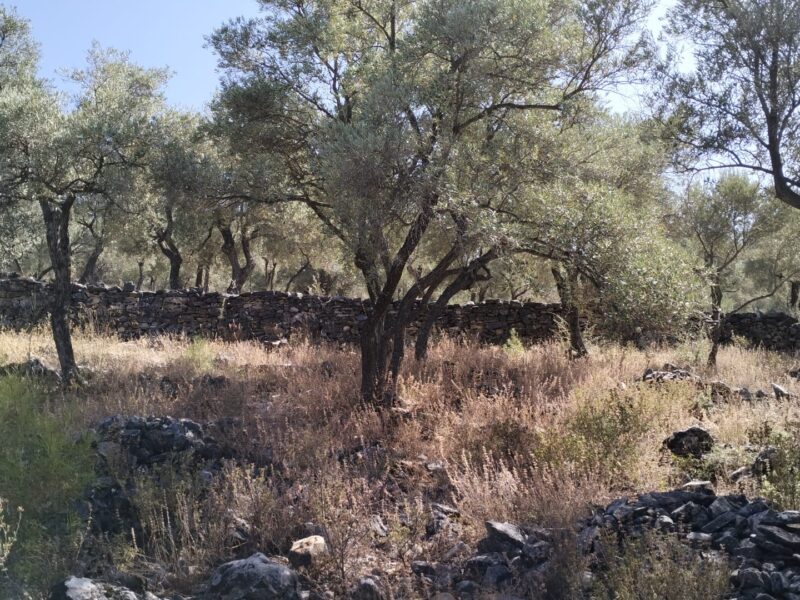 Muğla Milas 'ta Etrenli Mahallesi 'nde Satılık Zeytinlik