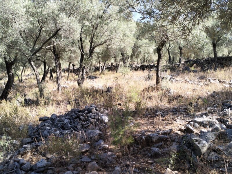 Muğla Milas Bafa Mahallesi 'nde Satılık Zeytinlik