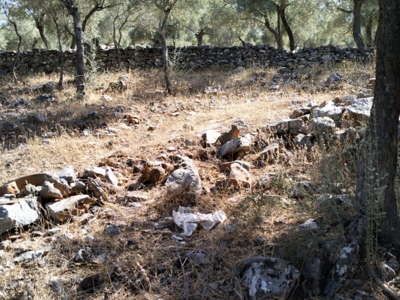 Muğla Milas Bafa Mahallesi 'nde Satılık Zeytinlik