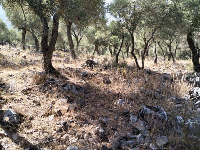 Muğla Milas Bafa Mahallesi 'nde Satılık Zeytinlik