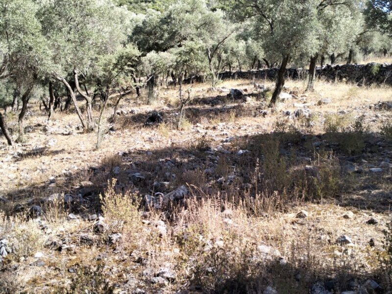 Muğla Milas Bafa Mahallesi 'nde Satılık Zeytinlik