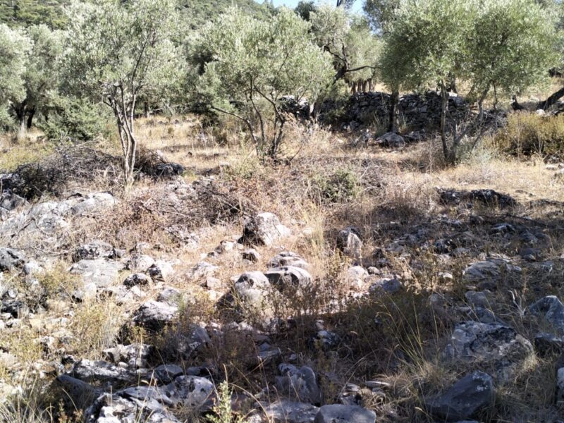 Muğla Milas Bafa Mahallesi 'nde Satılık Zeytinlik