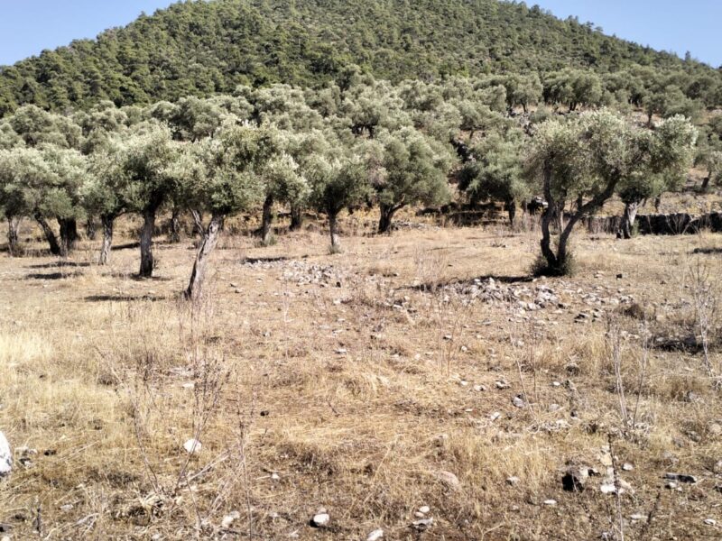 Muğla Milas Bafa Mahallesi 'nde Satılık Zeytinlik