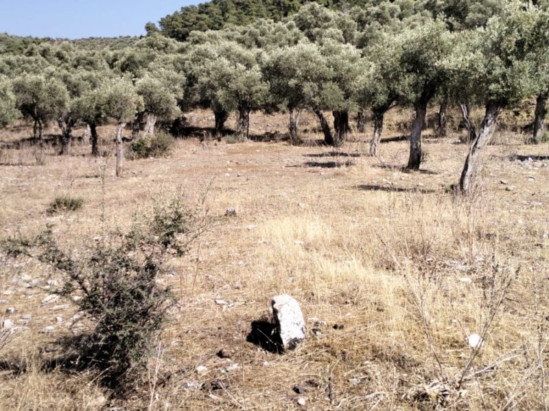 Muğla Milas Bafa Mahallesi 'nde Satılık Zeytinlik