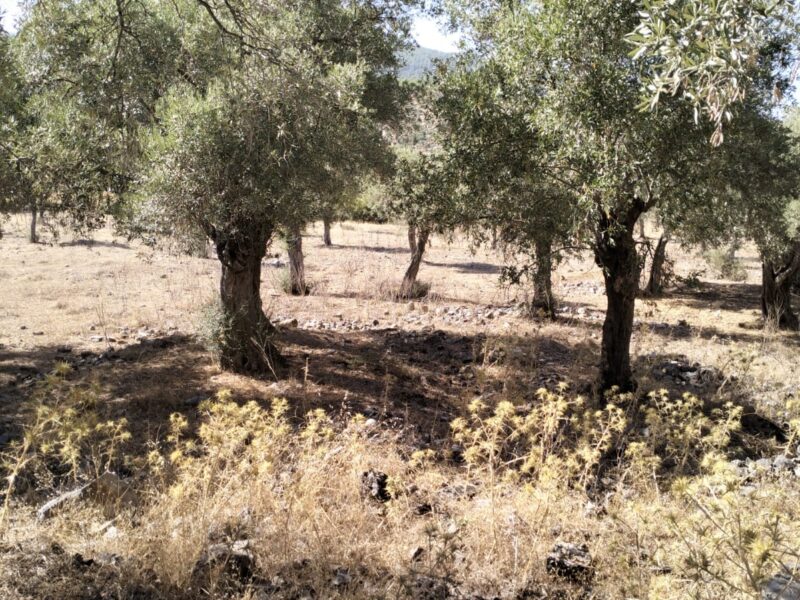 Muğla Milas Bafa Mahallesi 'nde Satılık Zeytinlik