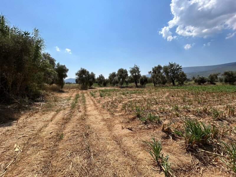 Muğla Milas Selimiye’de Satılık Tarla