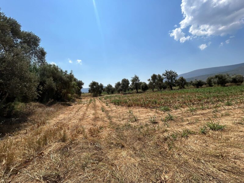 Muğla Milas Selimiye’de Satılık Tarla