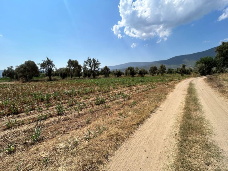 Muğla Milas Selimiye’de Satılık Tarla