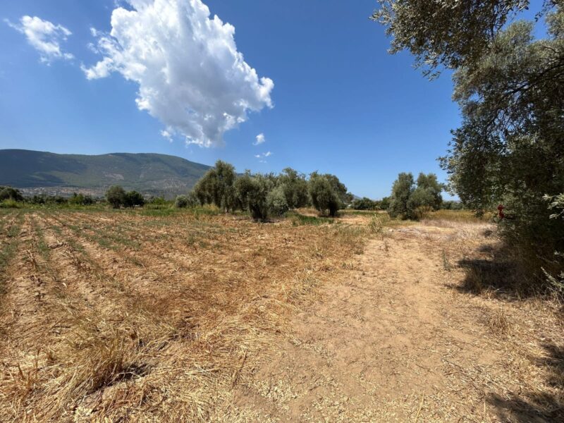 Muğla Milas Selimiye’de Satılık Tarla