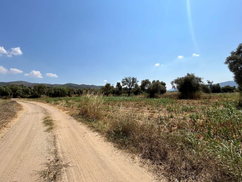 Muğla Milas Selimiye’de Satılık Tarla