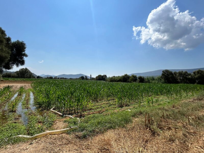 Muğla Milas Selimiye’de Satılık Tarla