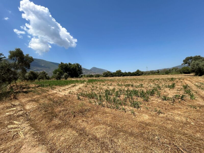 Muğla Milas Selimiye’de Satılık Tarla