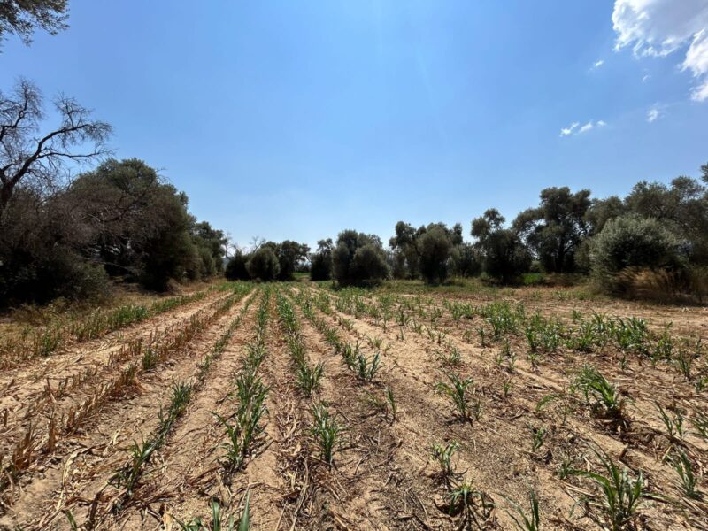 Muğla Milas Selimiye’de Satılık Tarla