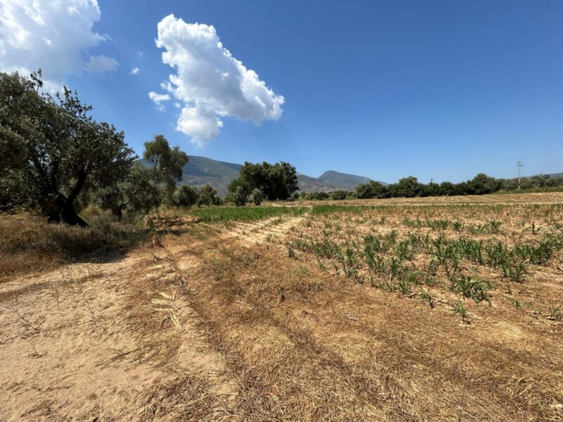 Muğla Milas Selimiye’de Satılık Tarla