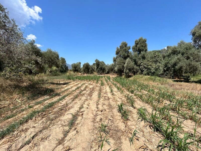 Muğla Milas Selimiye’de Satılık Tarla