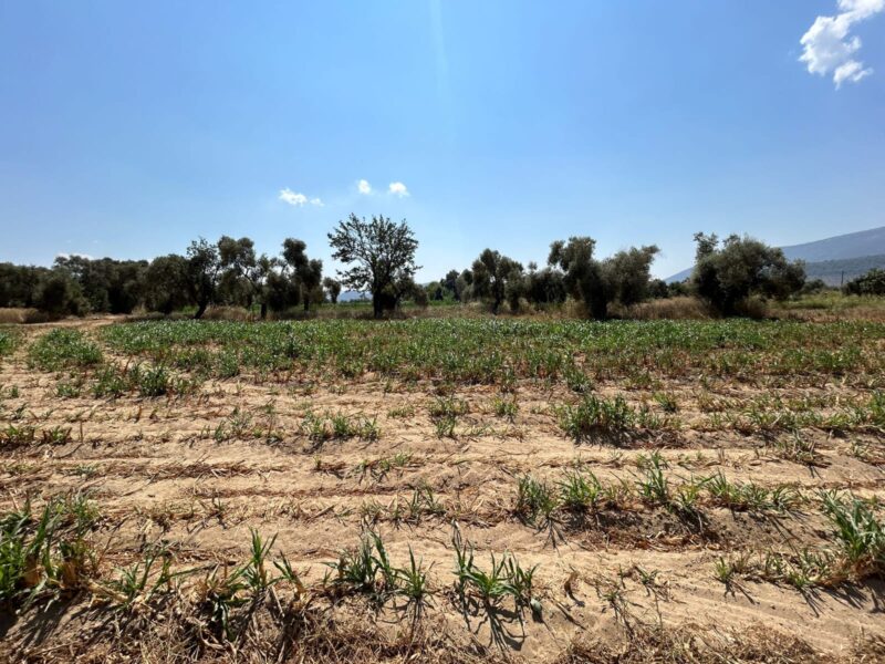 Muğla Milas Selimiye’de Satılık Tarla