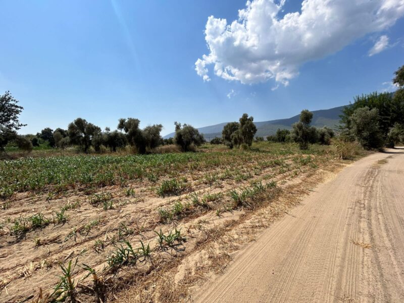 Muğla Milas Selimiye’de Satılık Tarla