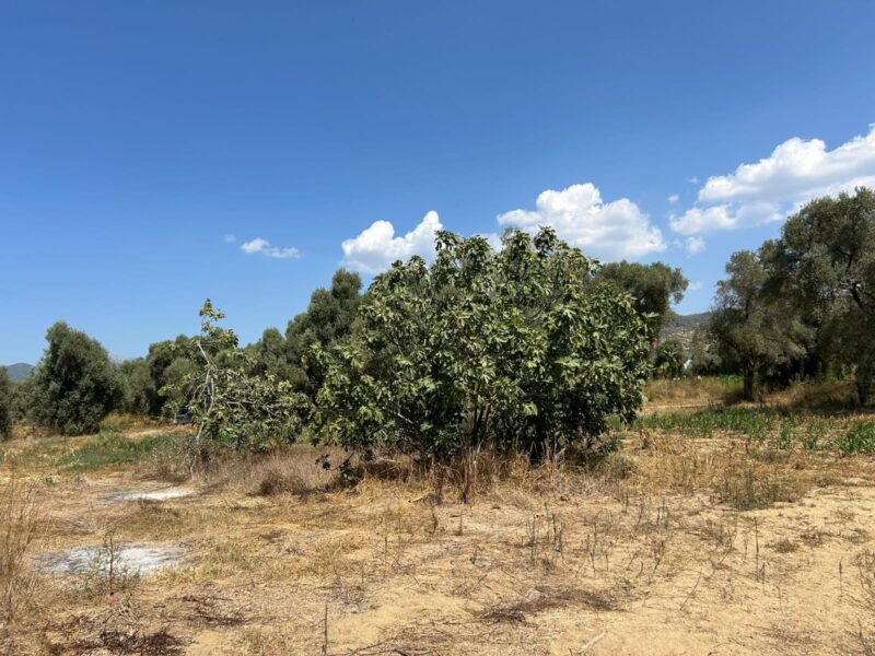 Muğla Milas Selimiye’de Satılık Tarla