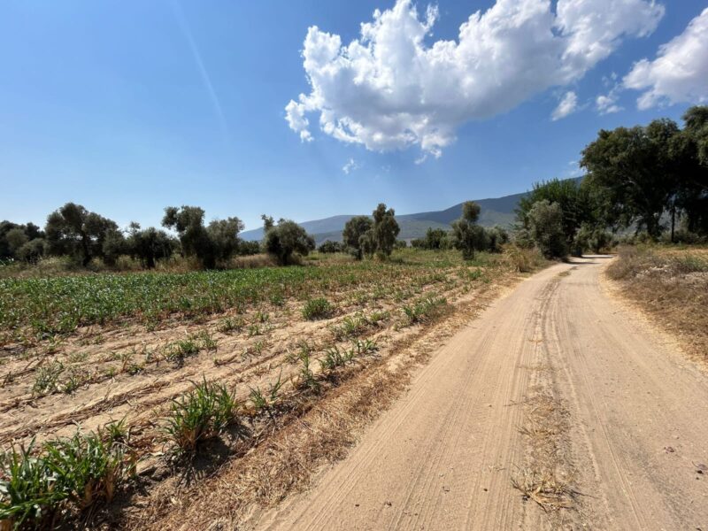 Muğla Milas Selimiye’de Satılık Tarla