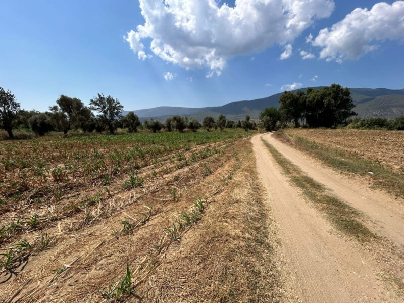 Muğla Milas Selimiye’de Satılık Tarla