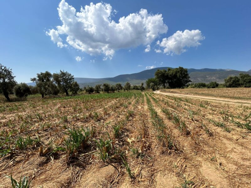 Muğla Milas Selimiye’de Satılık Tarla