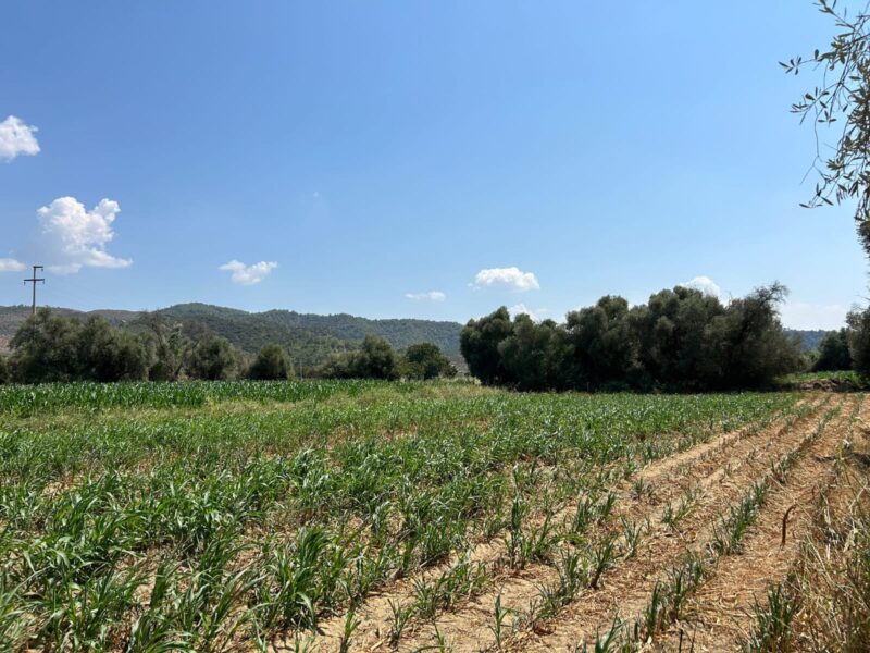 Muğla Milas Selimiye’de Satılık Tarla