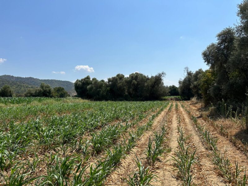 Muğla Milas Selimiye’de Satılık Tarla