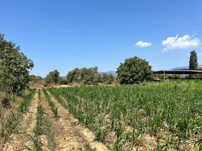 Muğla Milas Selimiye’de Satılık Tarla