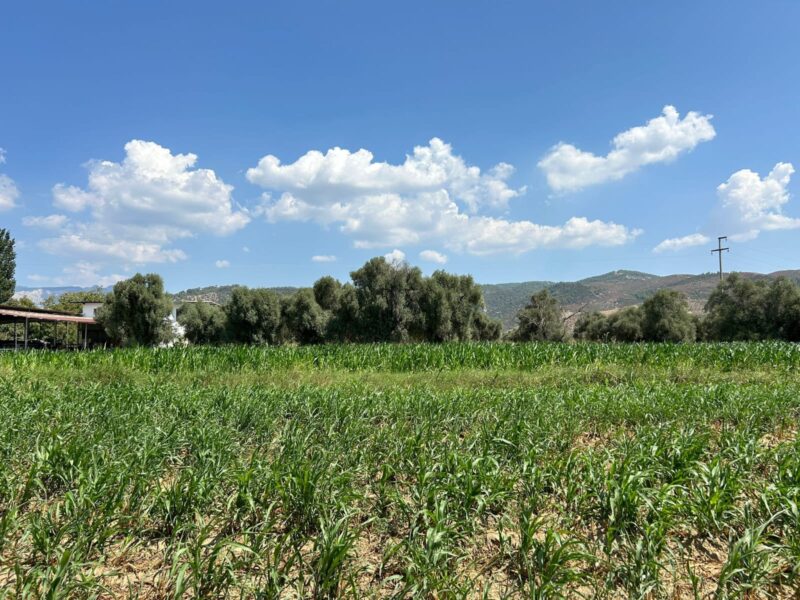 Muğla Milas Selimiye’de Satılık Tarla