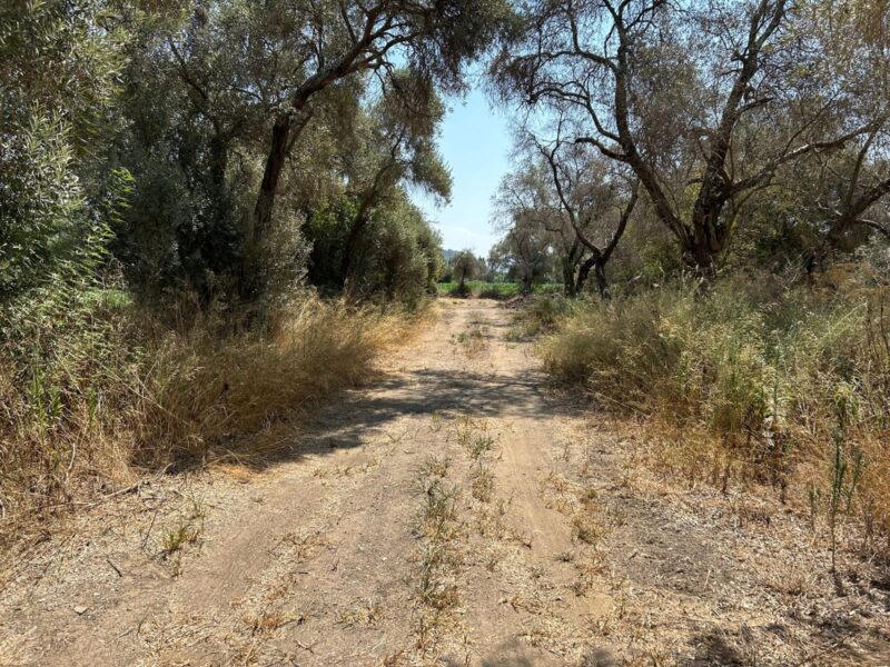 Muğla Milas Selimiye’de Satılık Tarla