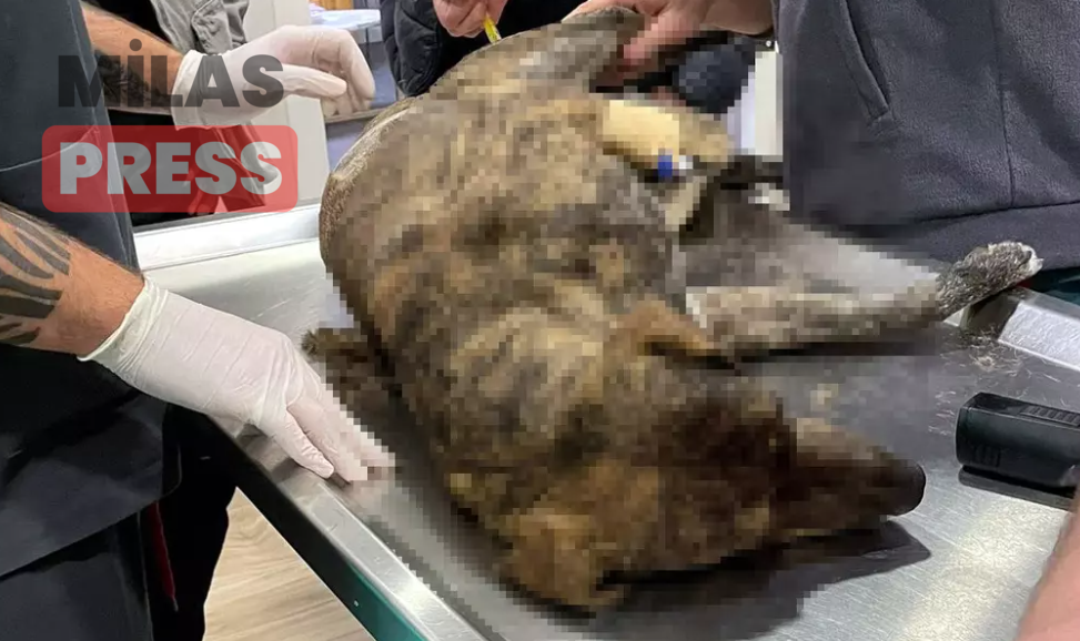 Hayvan severlerin ‘aklını durduran’ saldırı! Köpeğin anüsüne tüfek sokup ateş ettiler