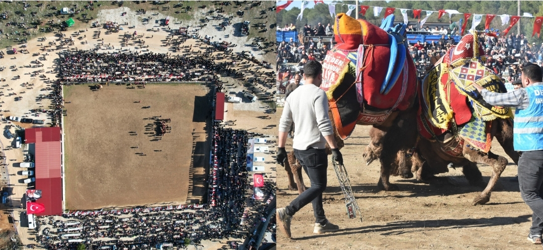 24. Yatağan Geleneksel Deve Güreşi Festivali Büyük İlgi Gördü