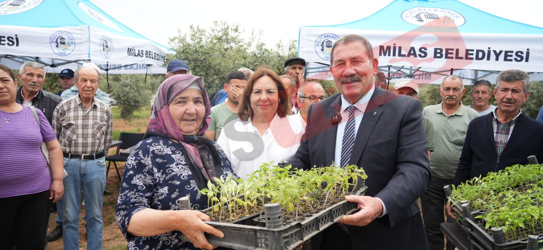 Milas Belediyesi’nden Ata Tohumlarına Destek: 300 Üreticiye Ücretsiz Fide Dağıtımı