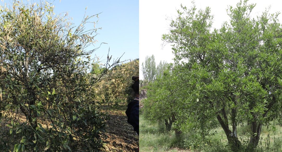 Muğla Büyükşehir’den Don Felaketine Karşı Hızlı Müdahale: 795 Üreticiye Destek, 10 Bin Dekarlık Bahçe Ayağa Kalktı
