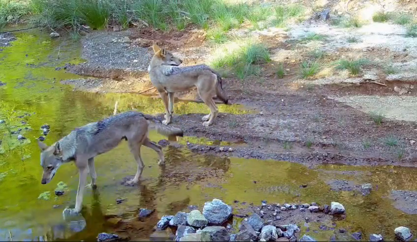 Muğla’da Kurt Sürüsü İlk Kez Fotokapana Yansıdı