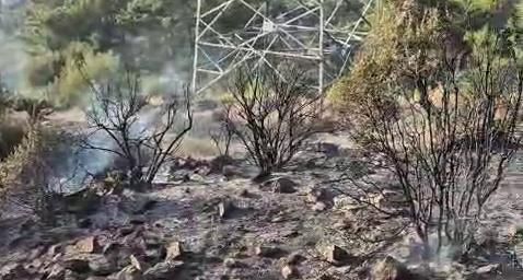 Milas’ta Zeytinlik Alanda Yangın Korkuttu