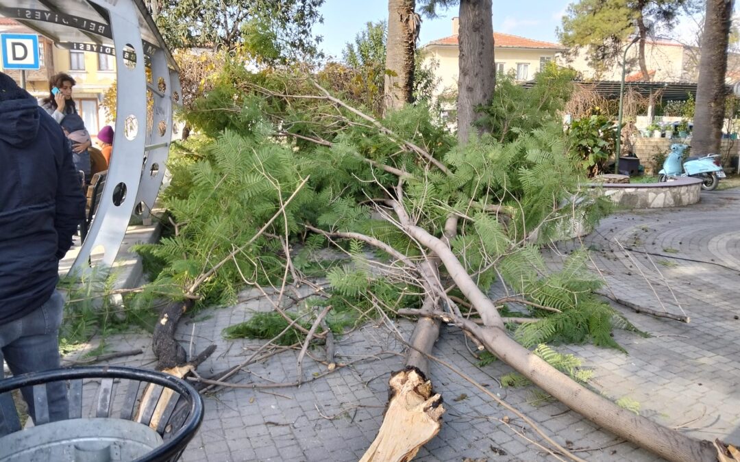 Milas’ta Şiddetli Rüzgâr Tehlike Saçtı: Kırılan Ağaç Dalı Vatandaşların Üzerine Düştü